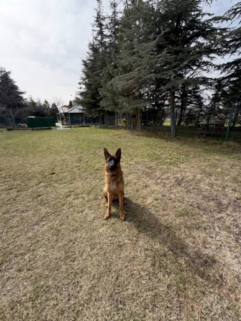 Instagram post from petvillas. This post is in position 6.