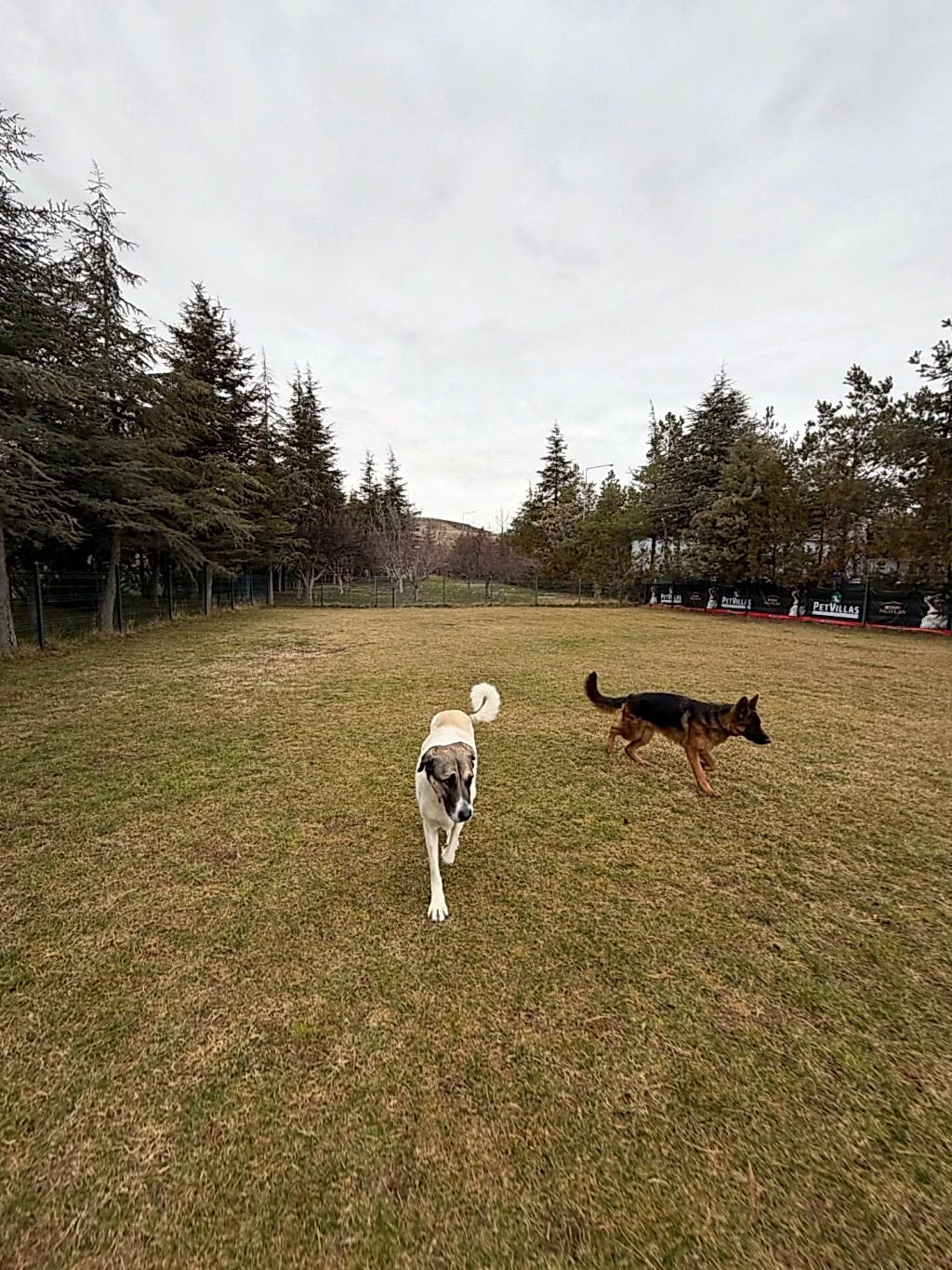 Instagram post from petvillas. This post is in position 1.