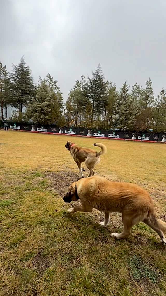 Instagram post from petvillas. This post is in position 7.