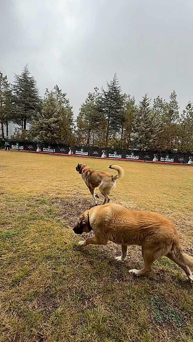 Instagram post from petvillas. This post is in position 8.
