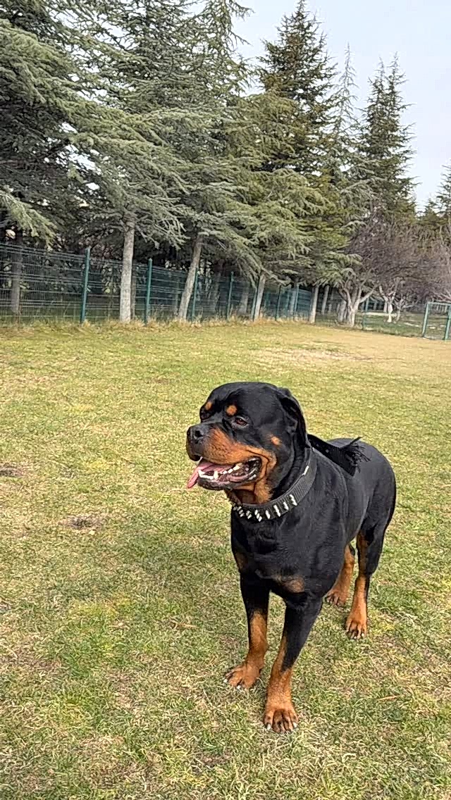 Instagram post from petvillas. This post is in position 5.