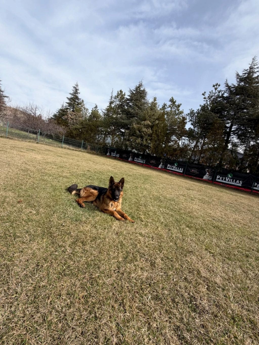 Instagram post from petvillas. This post is in position 4.