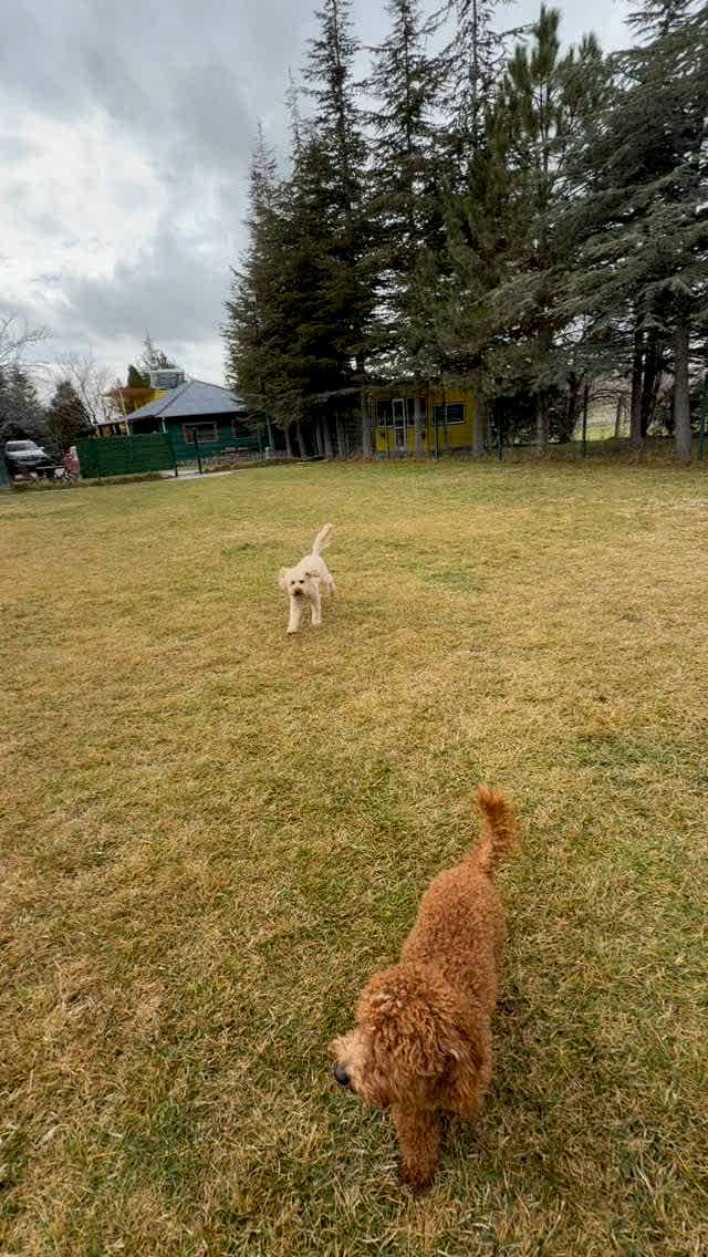 Instagram post from petvillas. This post is in position 9.