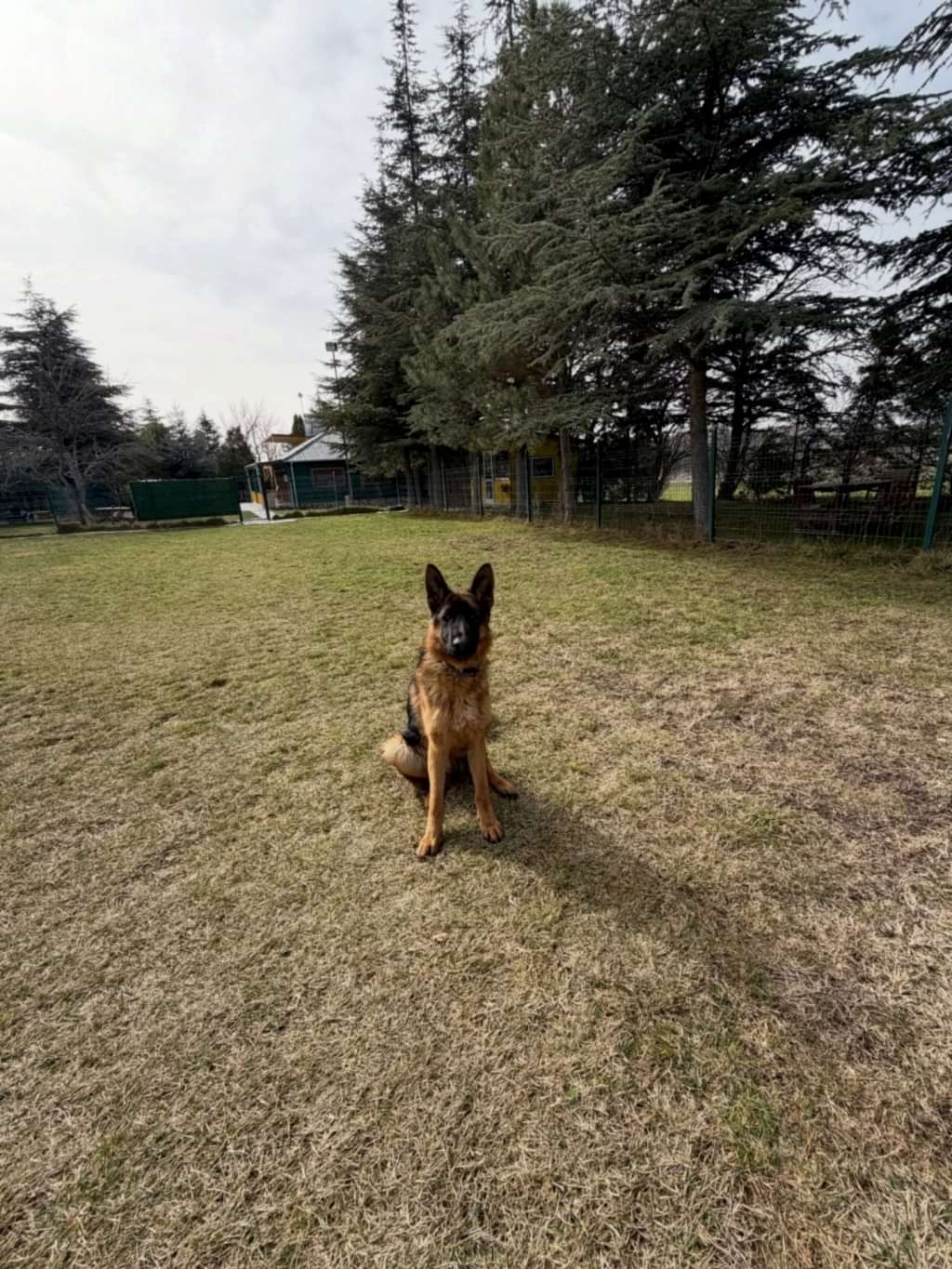 Instagram post from petvillas. This post is in position 3.