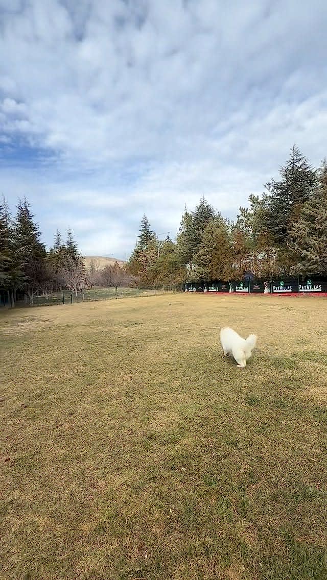 Instagram post from petvillas. This post is in position 10.