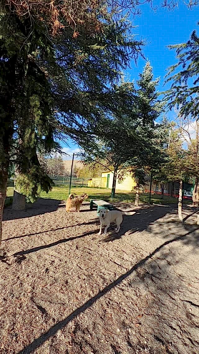 Instagram post from petvillas. This post is in position 3.