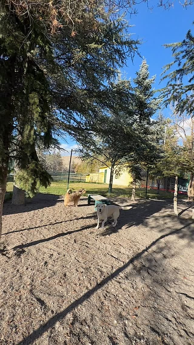 Instagram post from petvillas. This post is in position 4.