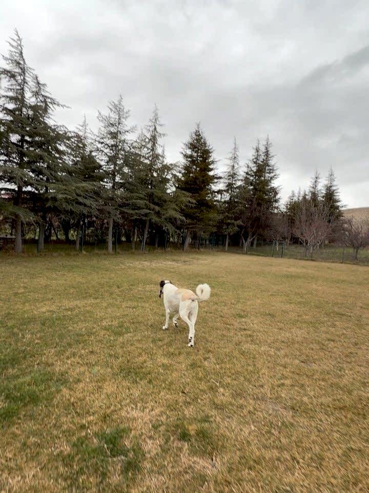 Instagram post from petvillas. This post is in position 6.