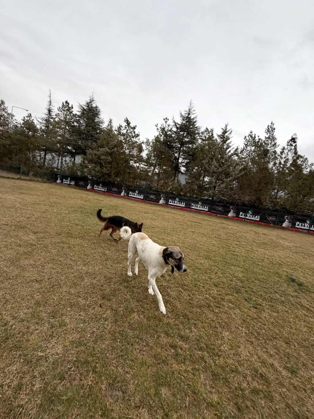 Instagram post from petvillas. This post is in position 3.