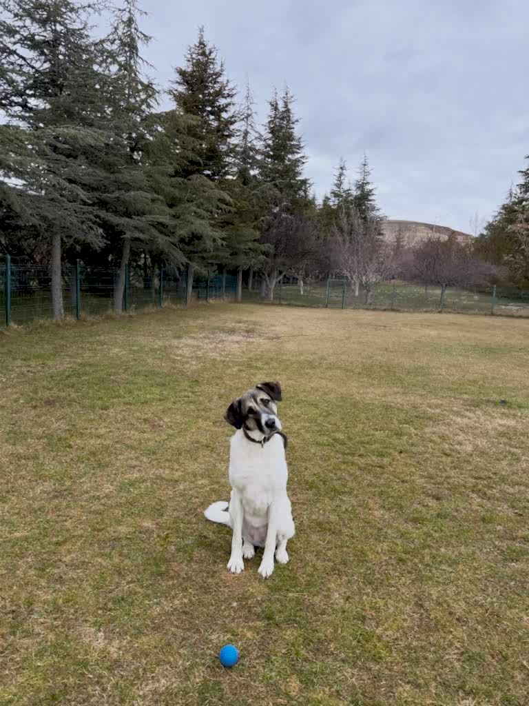 Instagram post from petvillas. This post is in position 7.