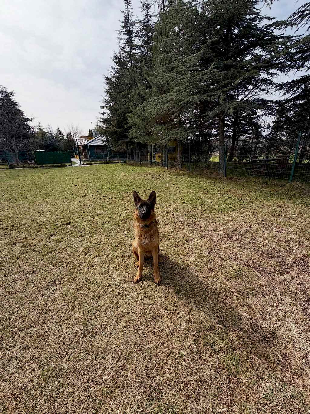 Instagram post from petvillas. This post is in position 0.